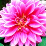 Flores Mexicanas, 16 flores que no sabias que eran mexicanas